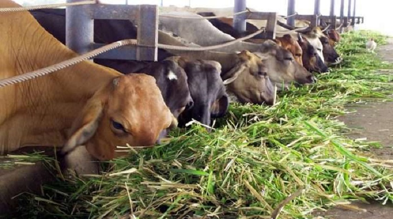 En Bolívar incentivan la creación de 12 procesadoras de alimentos